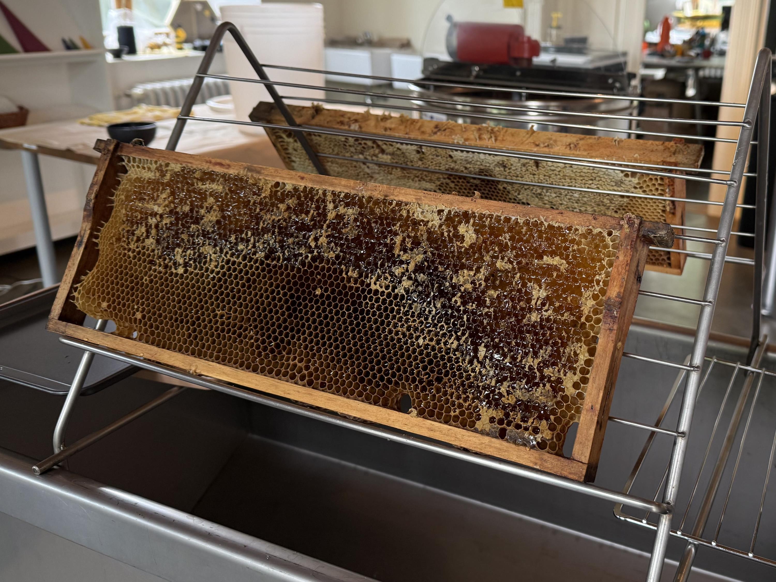 Live bees and bumblebees