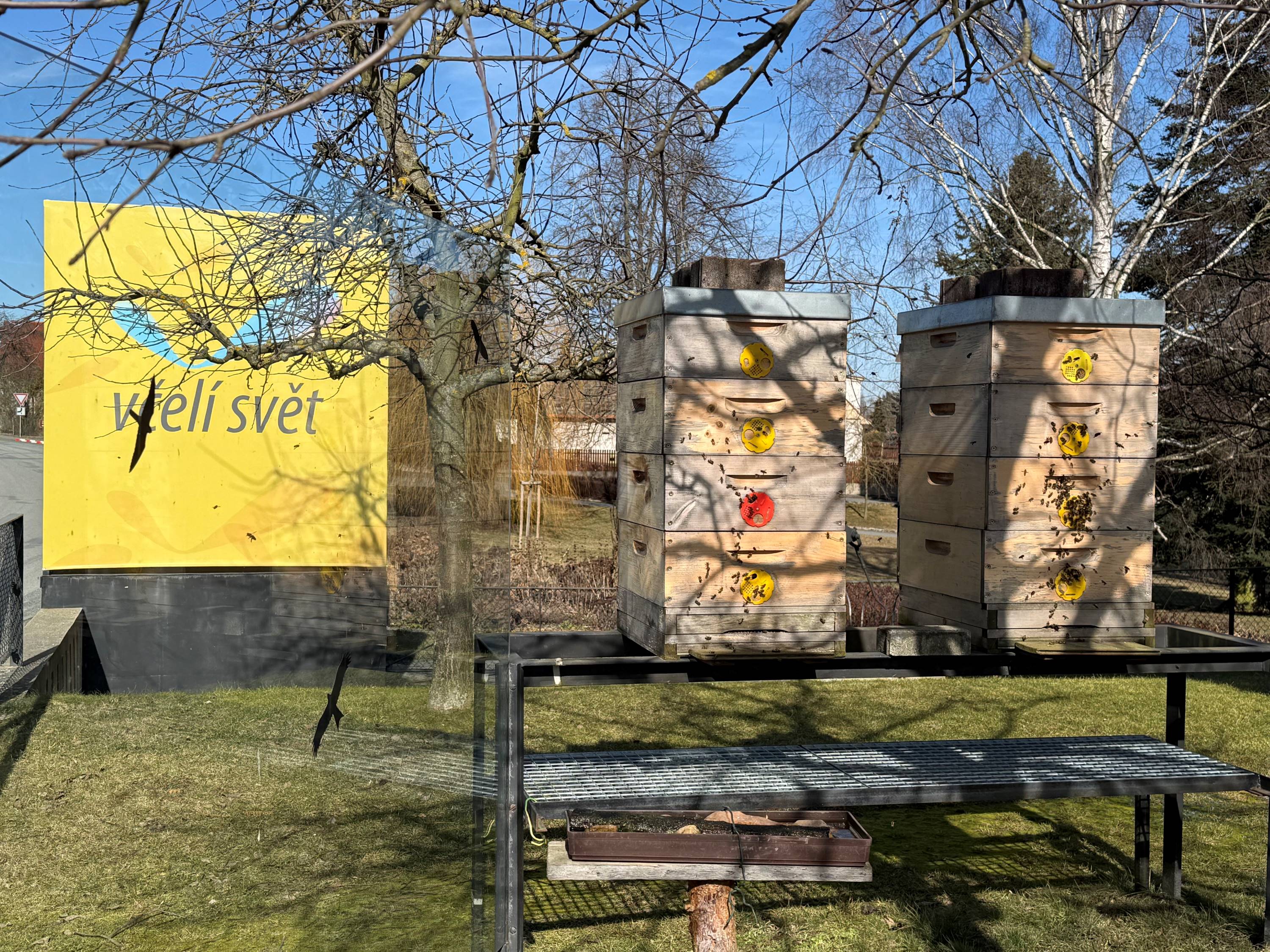 Live bees and bumblebees