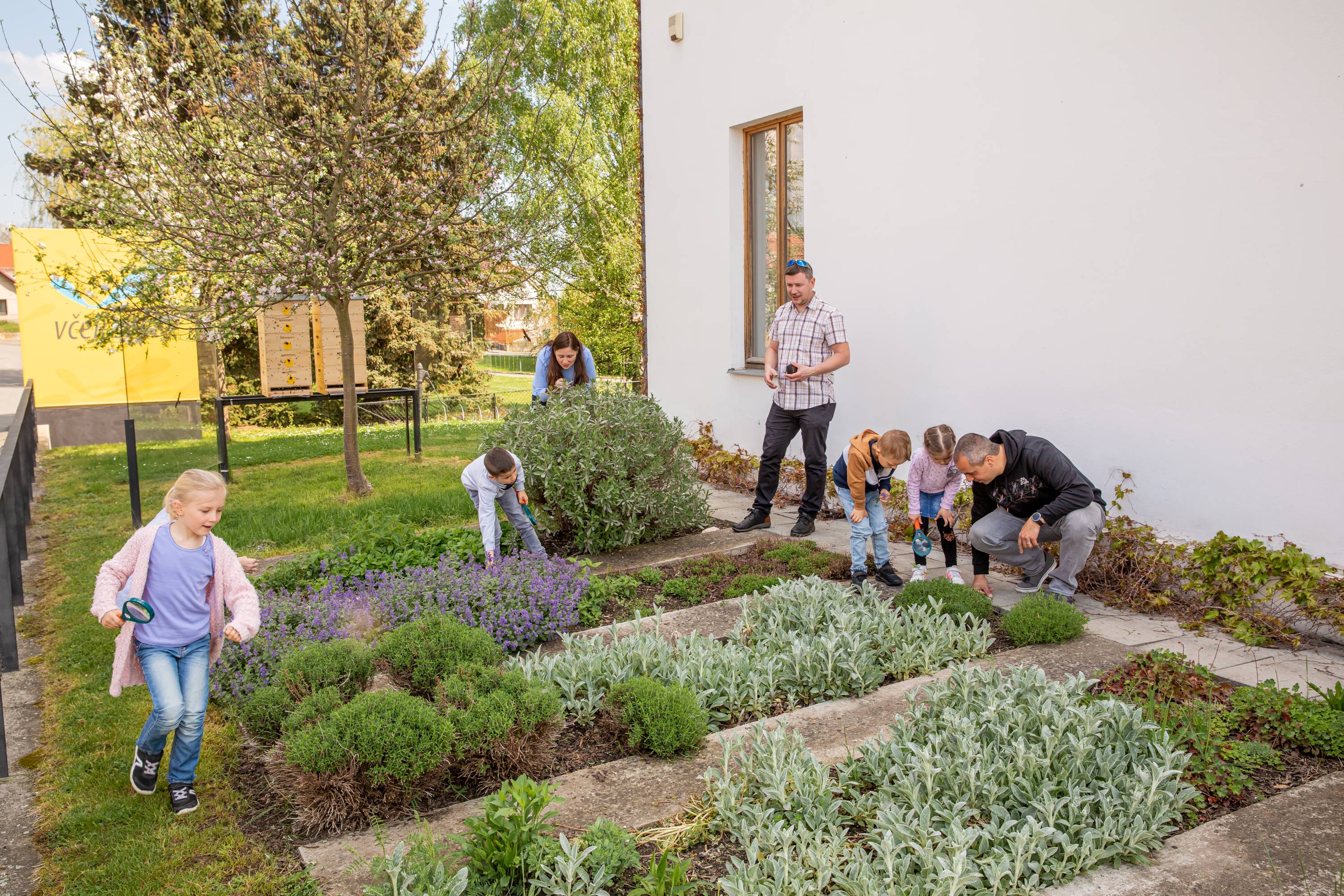 Live bees and bumblebees