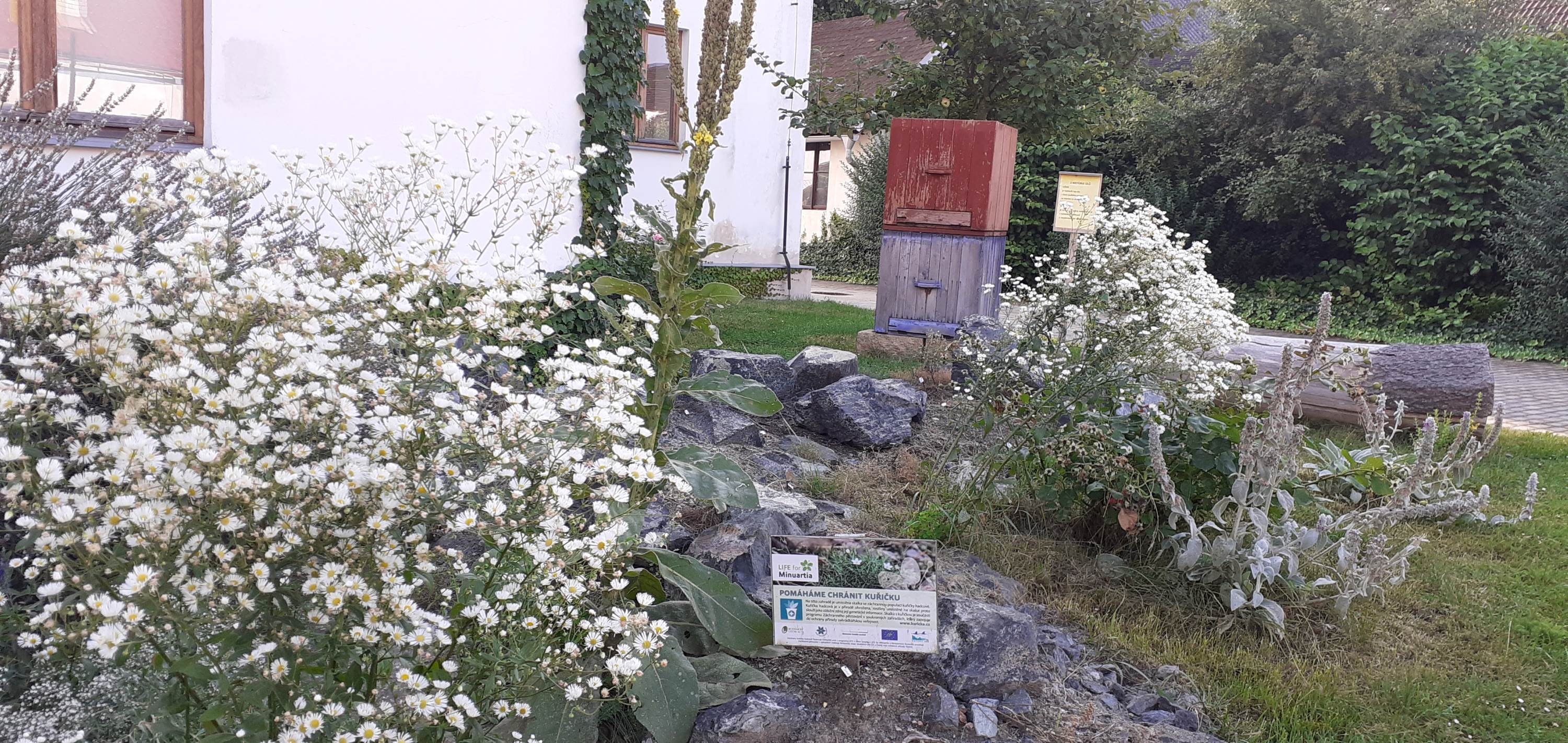Live bees and bumblebees